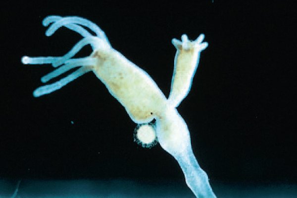 Kraken сайт kraken torion