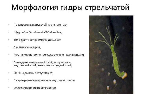 Кракен маркет зайти